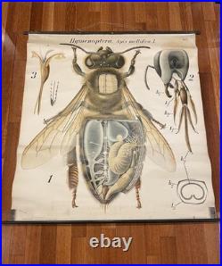 Affiche ancienne, affiche litho/abeilles/pédagogique/cabinet de curiosité