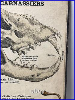 Affiche scolaire les fils d'Emile Deyrolles Les mammifères Carnassiers ´ N 105