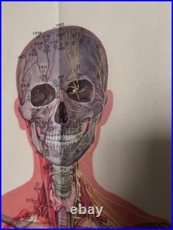 Ancienne Affiche planche anatomique acupuncture médecine chinoise anatomie x 9