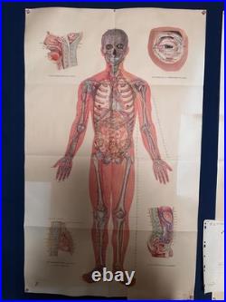 Ancienne Affiche planche anatomique acupuncture médecine chinoise anatomie x 9