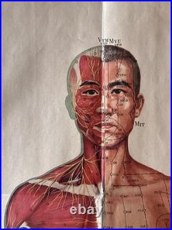 Ancienne Affiche planche anatomique acupuncture médecine chinoise anatomie x 9