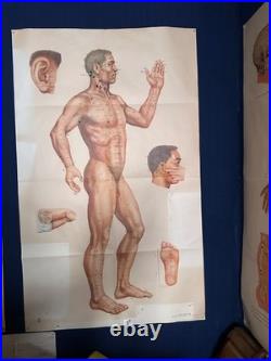 Ancienne Affiche planche anatomique acupuncture médecine chinoise anatomie x 9