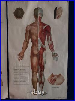 Ancienne Affiche planche anatomique acupuncture médecine chinoise anatomie x 9