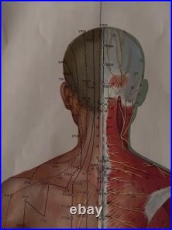 Ancienne Affiche planche anatomique acupuncture médecine chinoise anatomie x 9