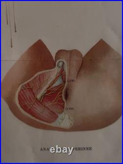 Ancienne Affiche planche anatomique acupuncture médecine chinoise anatomie x 9