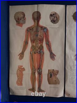Ancienne Affiche planche anatomique acupuncture médecine chinoise anatomie x 9