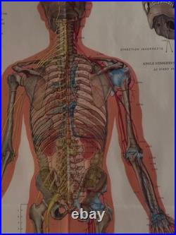 Ancienne Affiche planche anatomique acupuncture médecine chinoise anatomie x 9