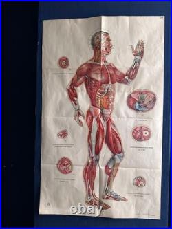 Ancienne Affiche planche anatomique acupuncture médecine chinoise anatomie x 9