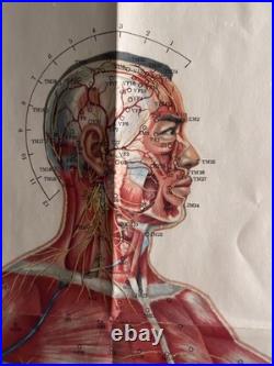 Ancienne Affiche planche anatomique acupuncture médecine chinoise anatomie x 9